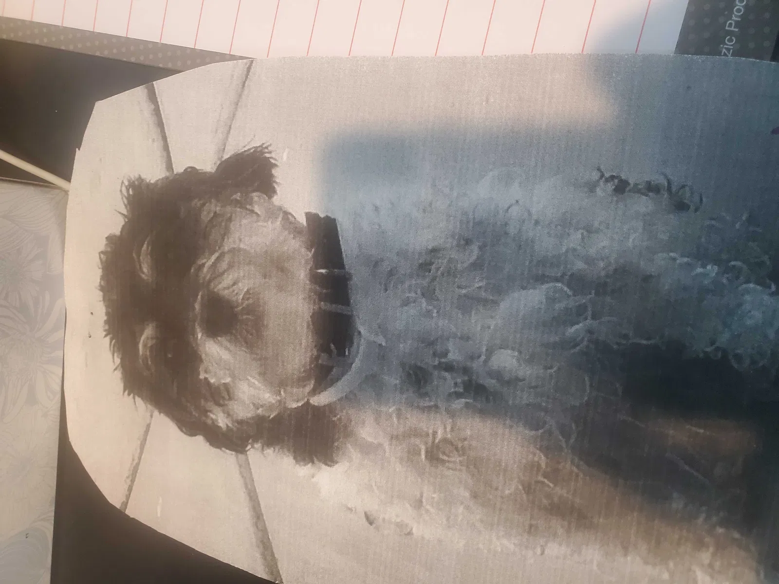 Lost dog in Lake Elsinore, CA, 92530