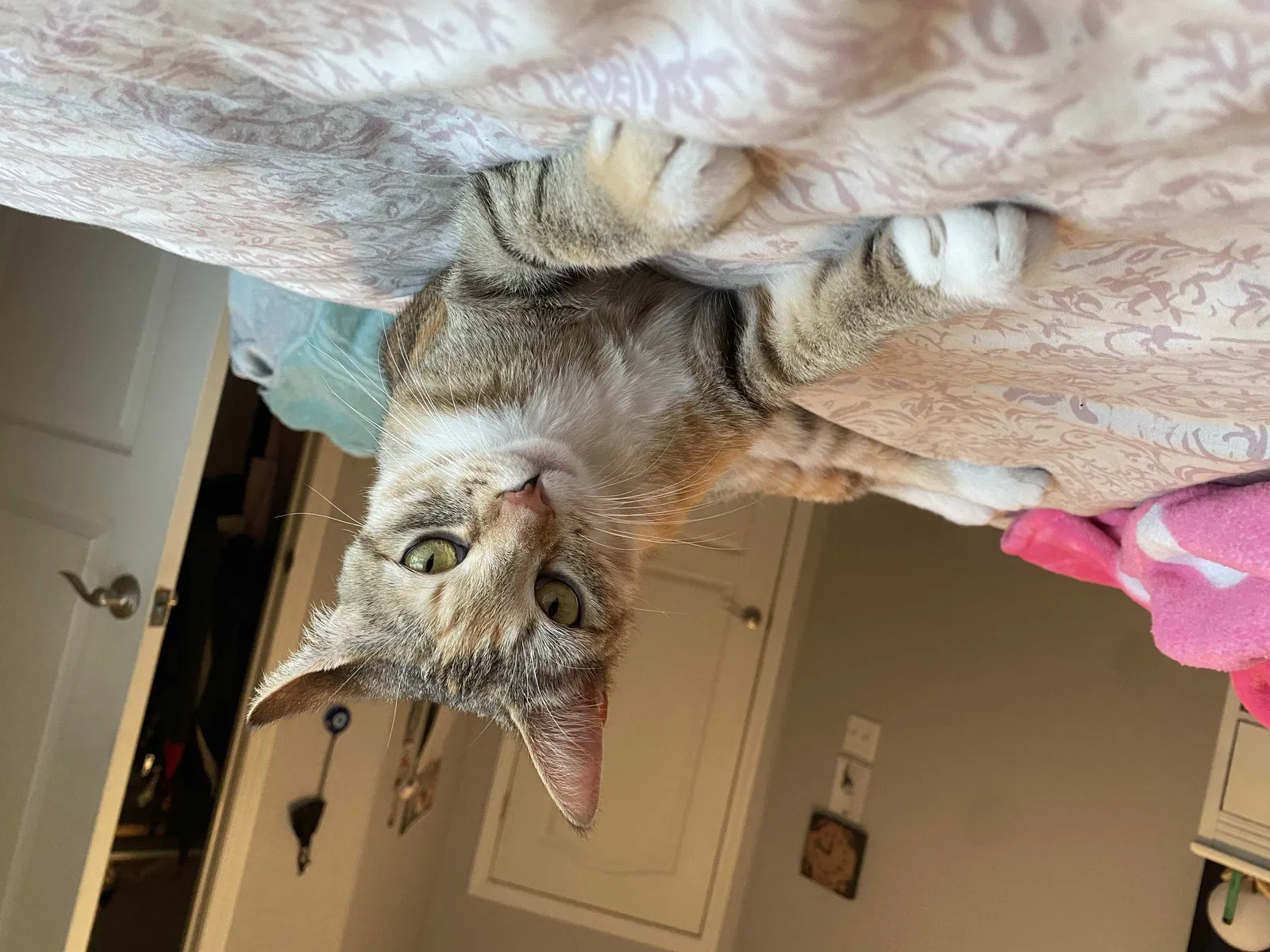Lost cat in Lakeside, CA, 92040