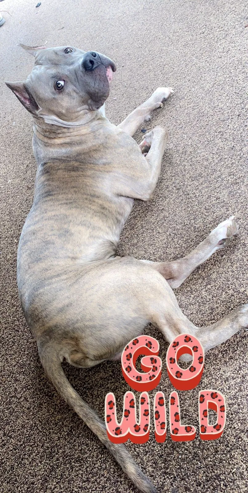 Lost dog in Belle Vernon, PA, 15012