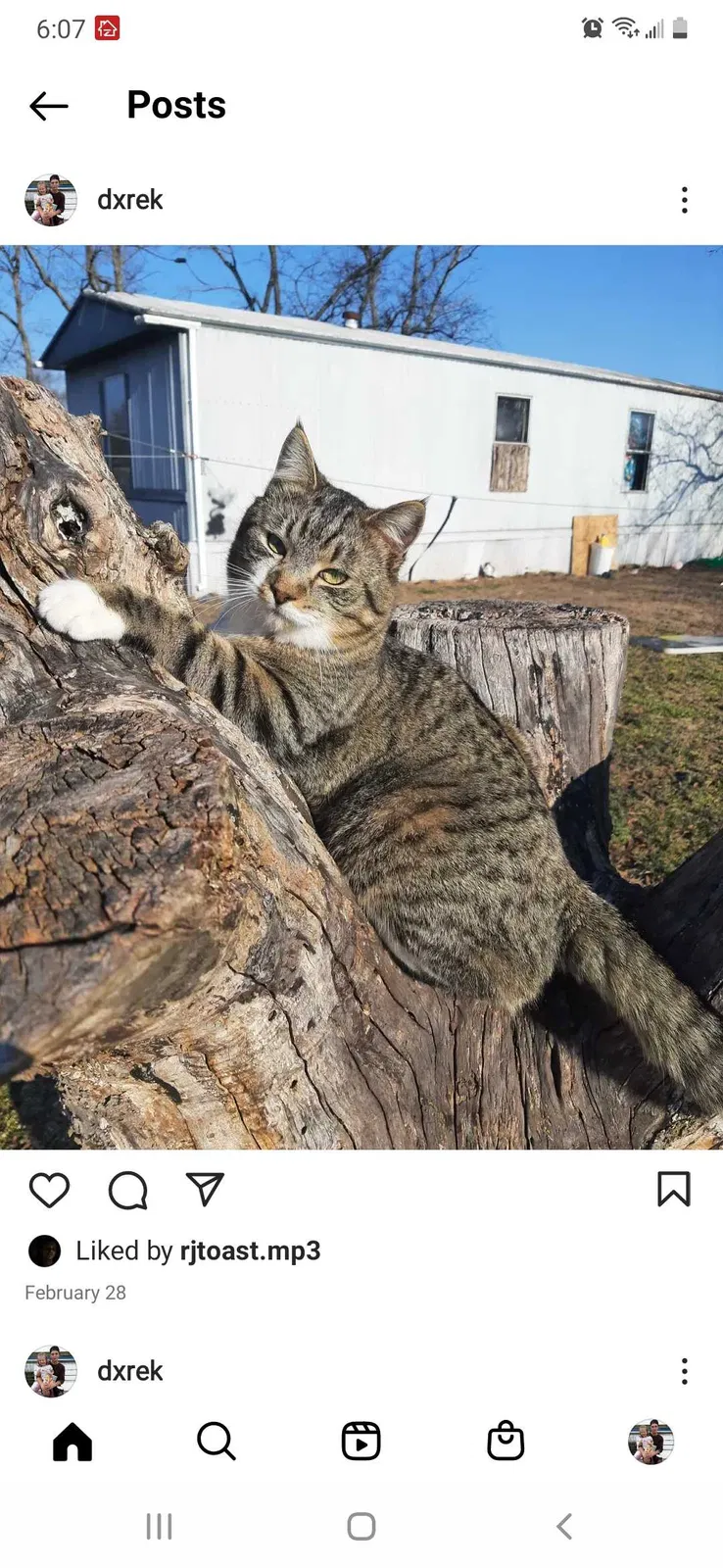 Lost cat in Millsboro, DE, 19966