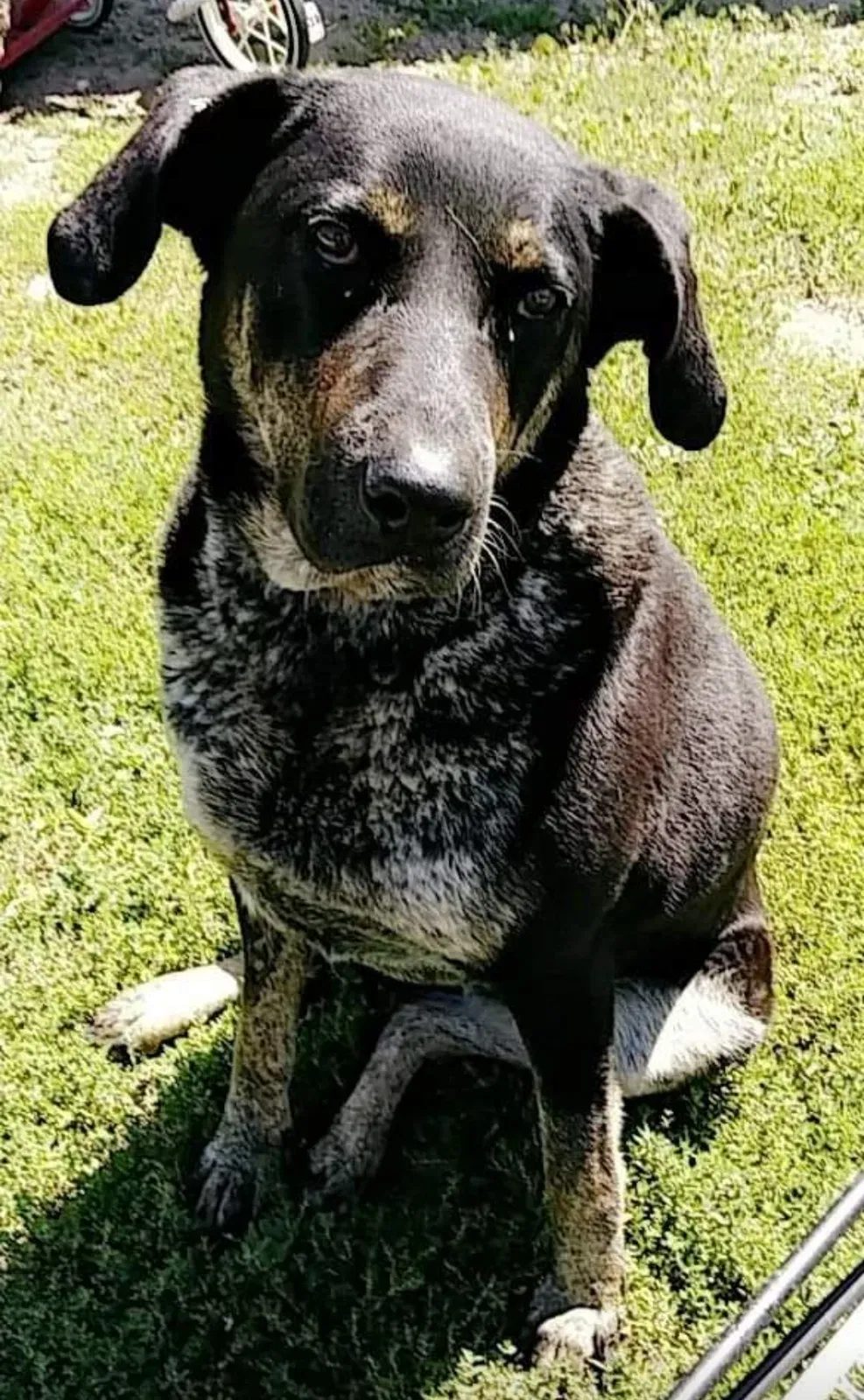 Lost dog in Kansas City, KS, 66109