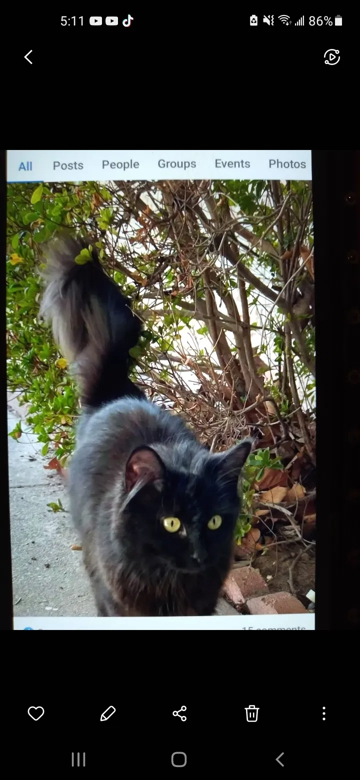 Lost cat in Fort Gibson, OK, 74434