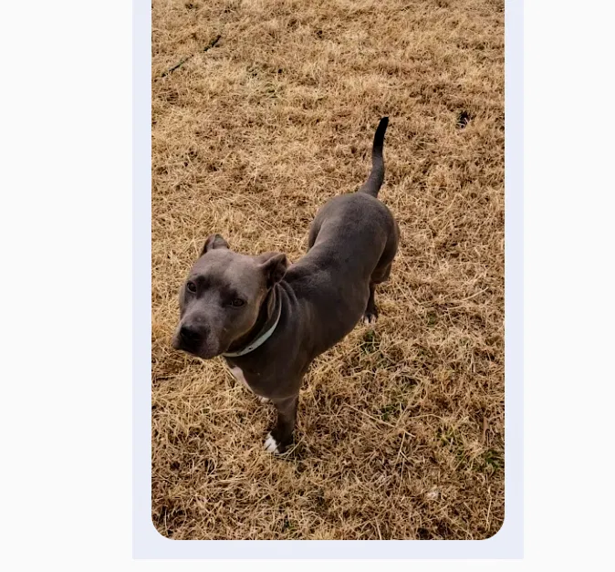 Lost dog in Wichita Falls, TX, 76310