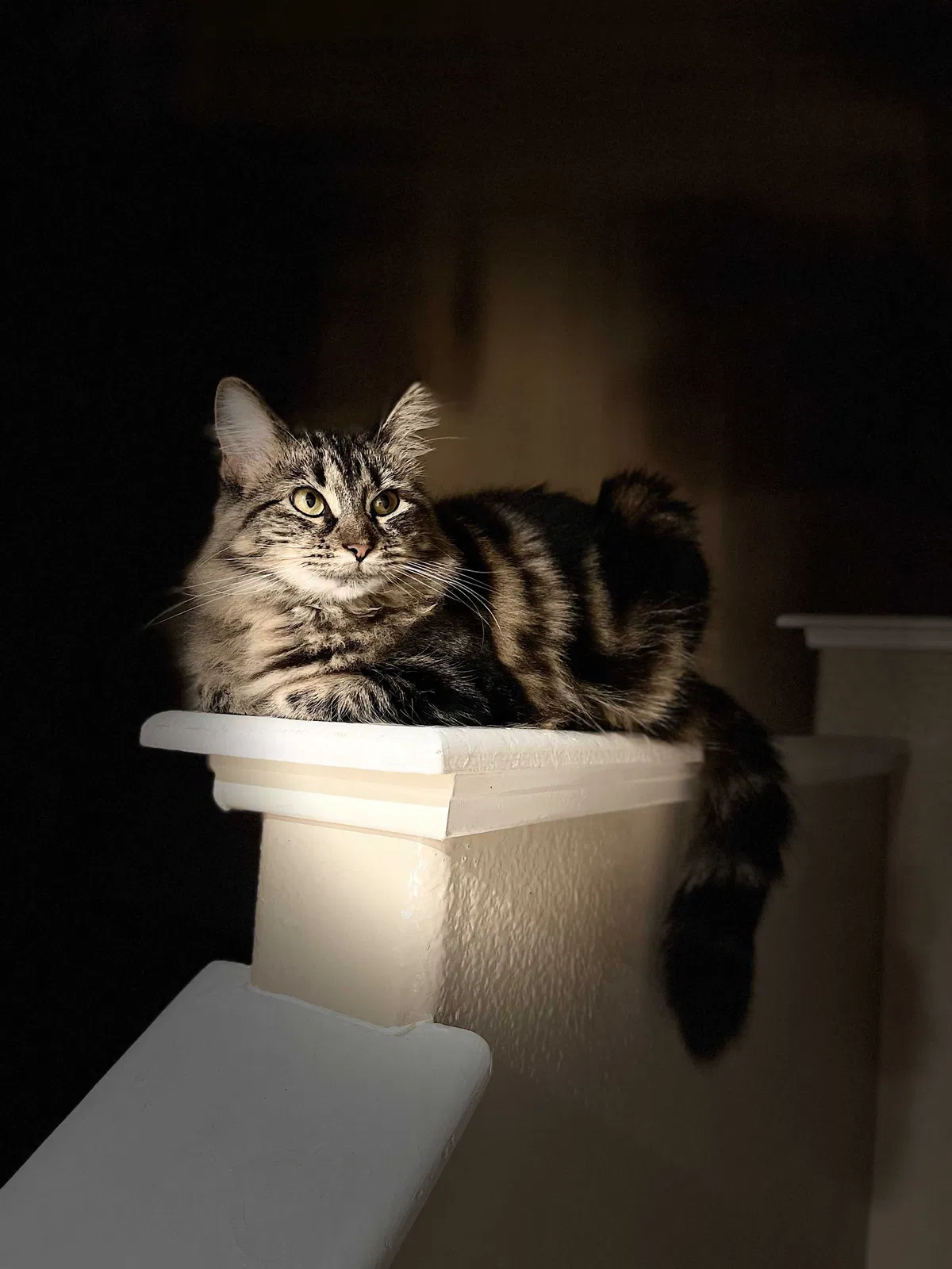 Lost cat in Corpus Christi, TX, 78413
