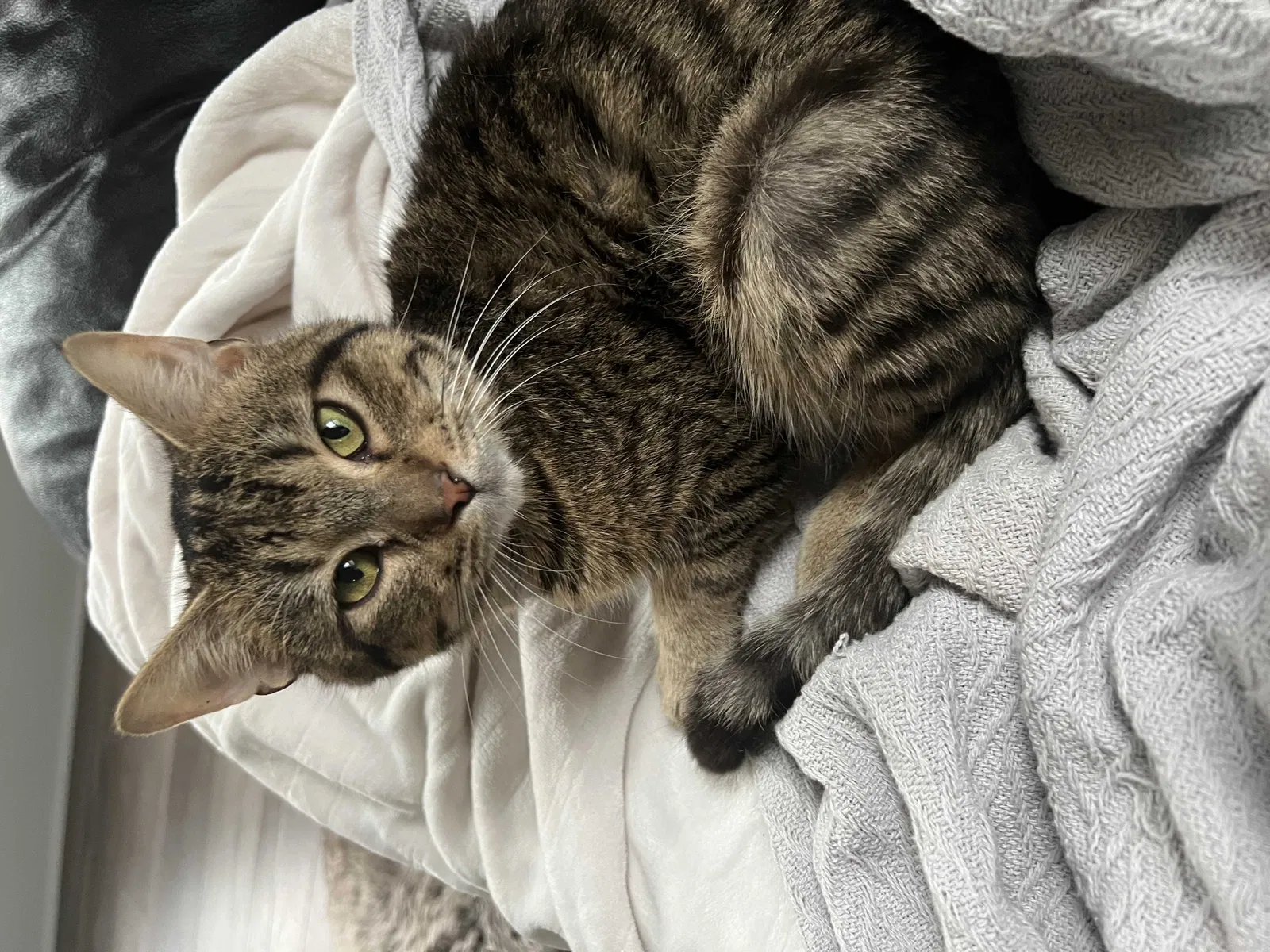 Lost cat in Grand Rapids, MI, 49504