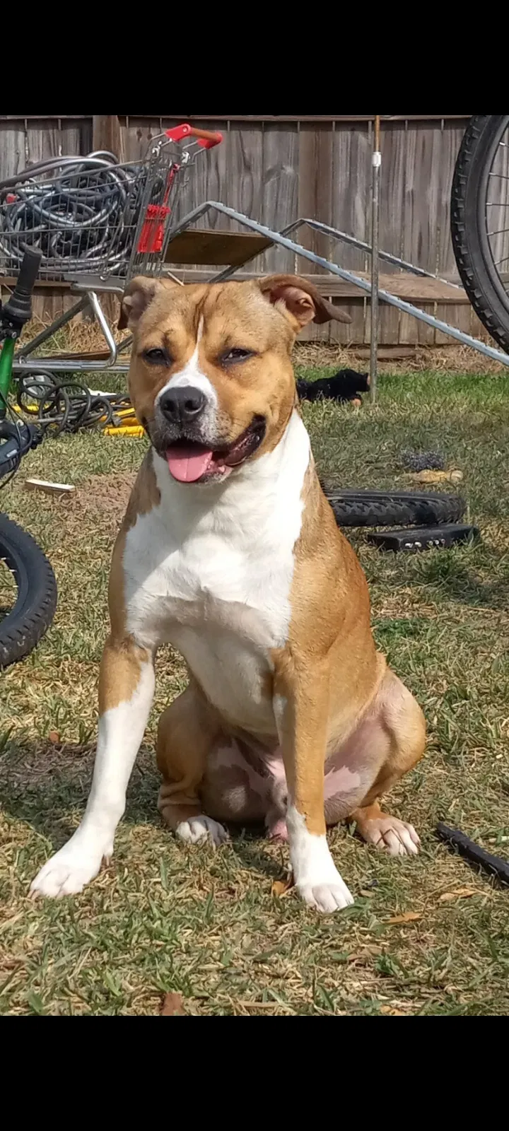Lost dog in Houston, TX, 77084