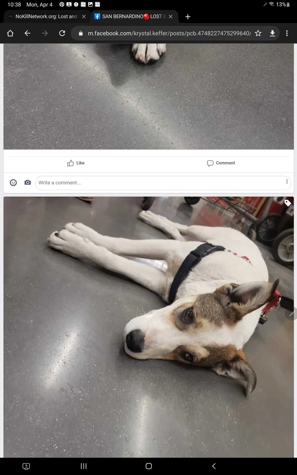 Found dog in Upland, CA, 91786