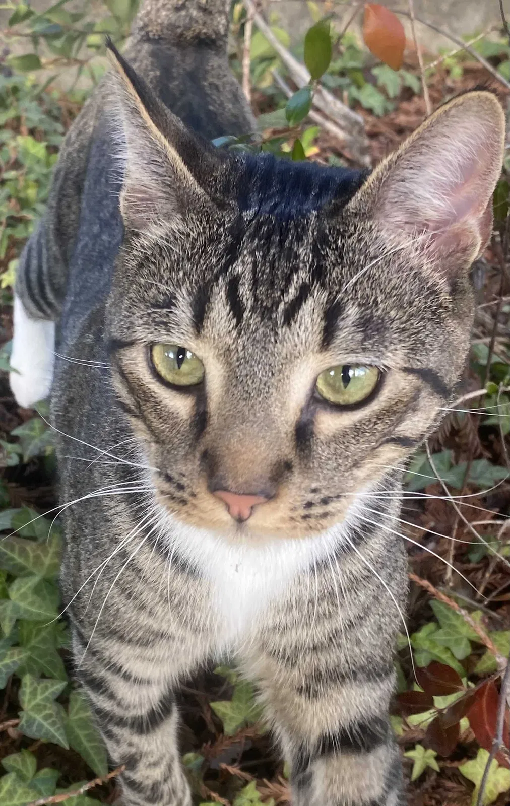 Lost cat in San Ramon, CA, 94583