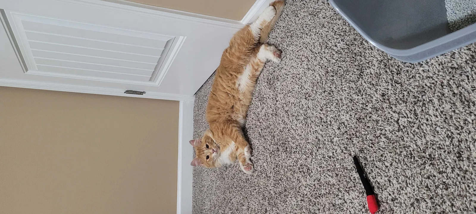 Found cat in Clarksville, TN, 37040