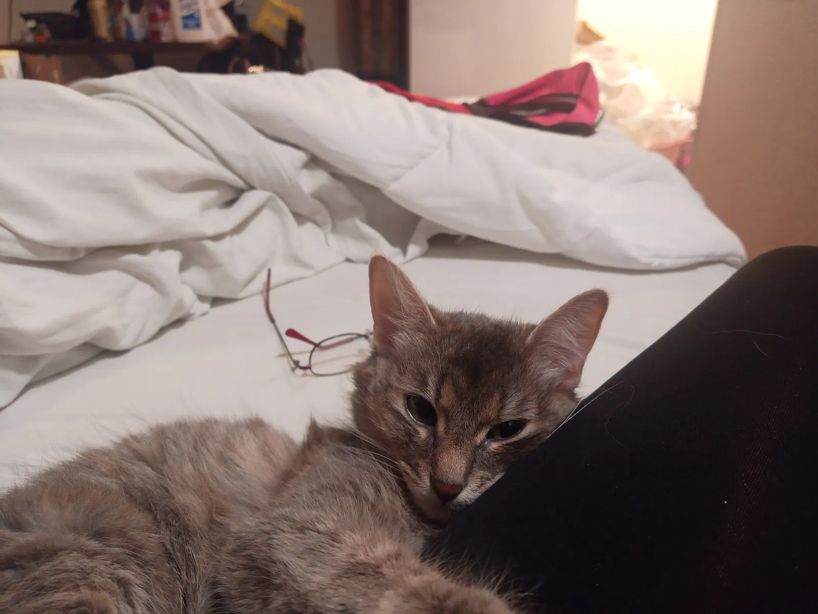 Lost cat in Sacramento, CA, 95825