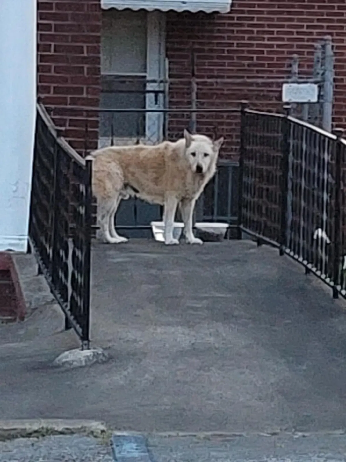 Found dog in Belton, SC, 29627