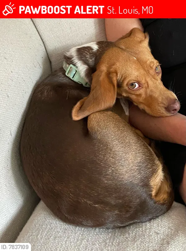 Lost dog in Saint Louis, MO, 63141