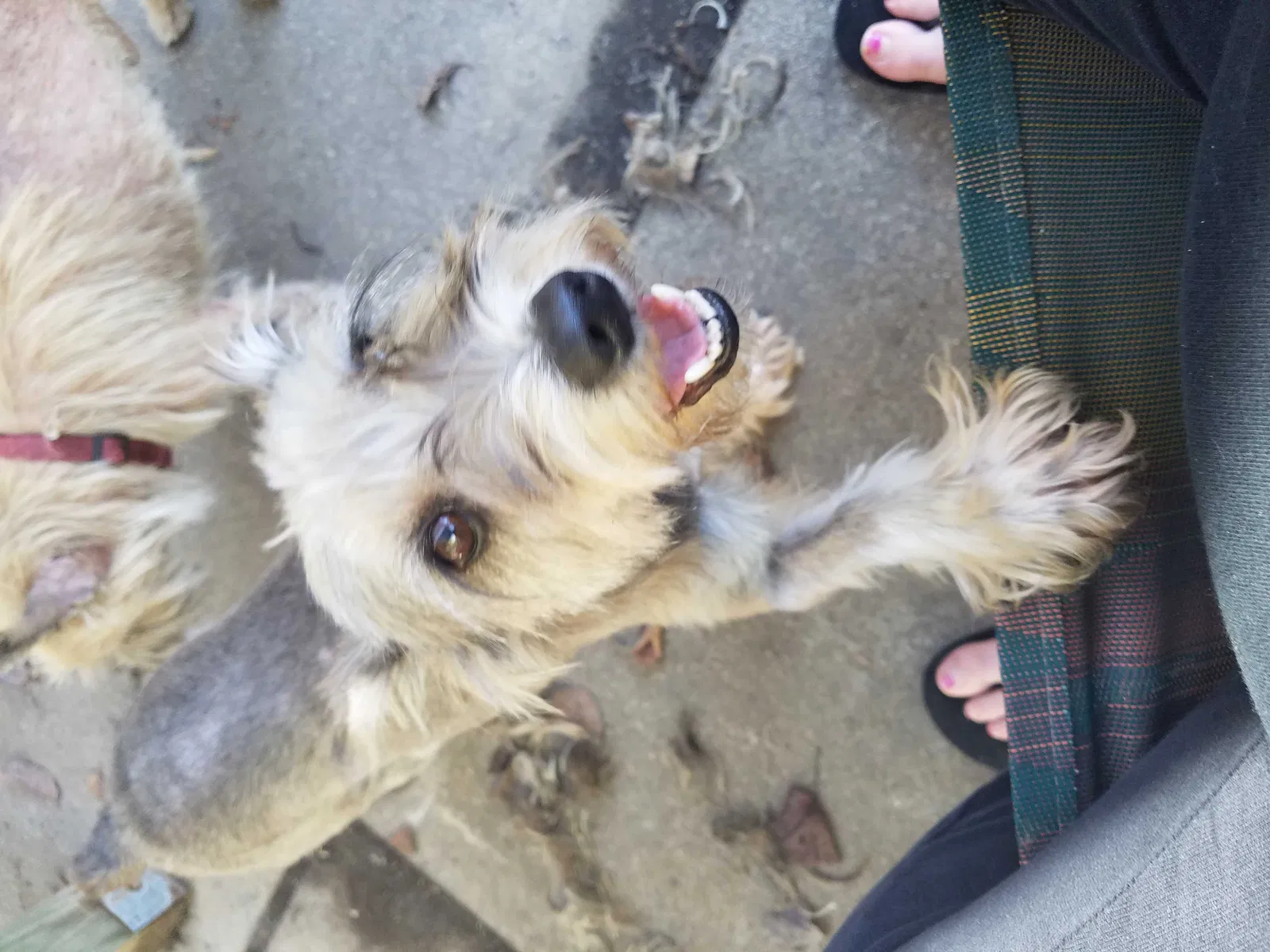 Lost dog in Wichita, KS, 67218