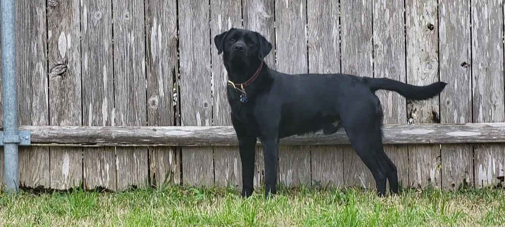 Lost dog in Round Rock, TX, 78665