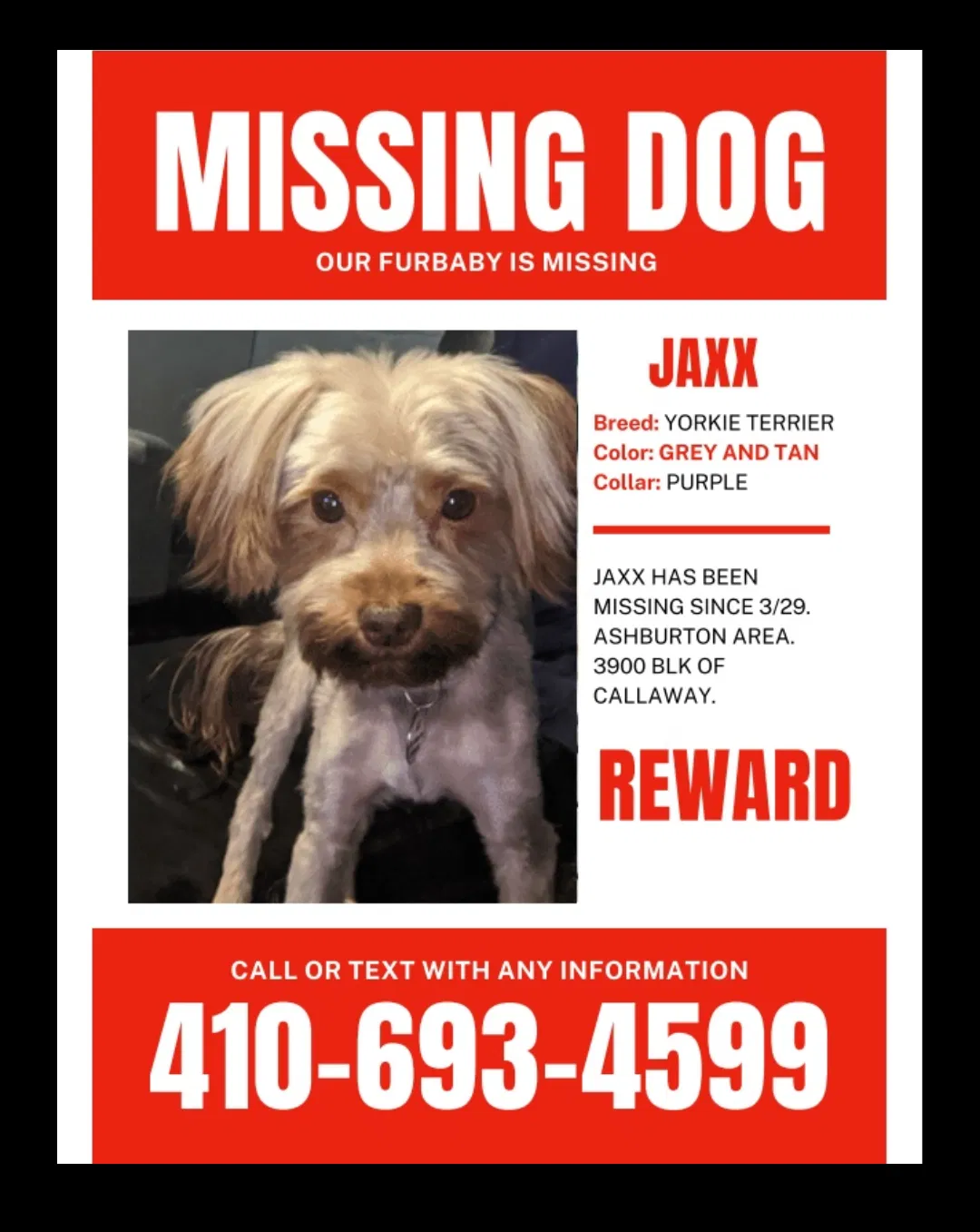 Lost dog in Baltimore, MD, 21215