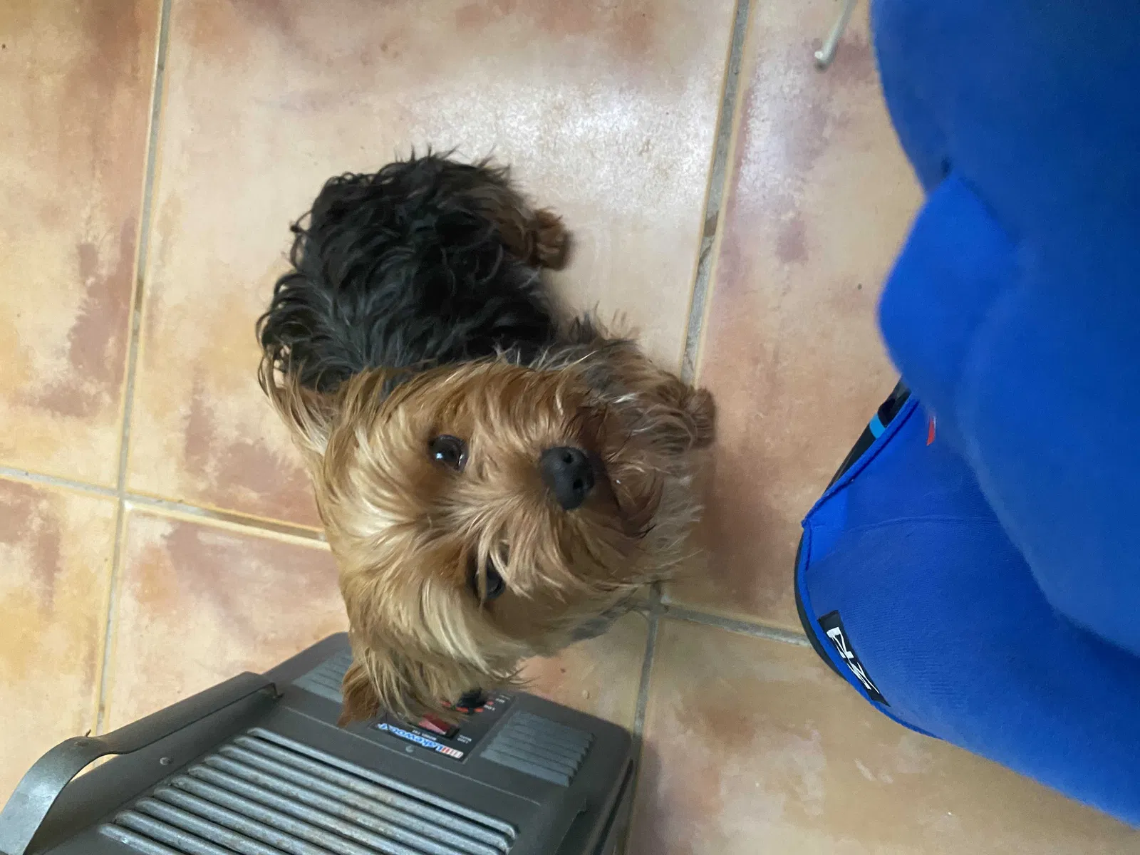 Lost dog in Punta Gorda, FL, 33982