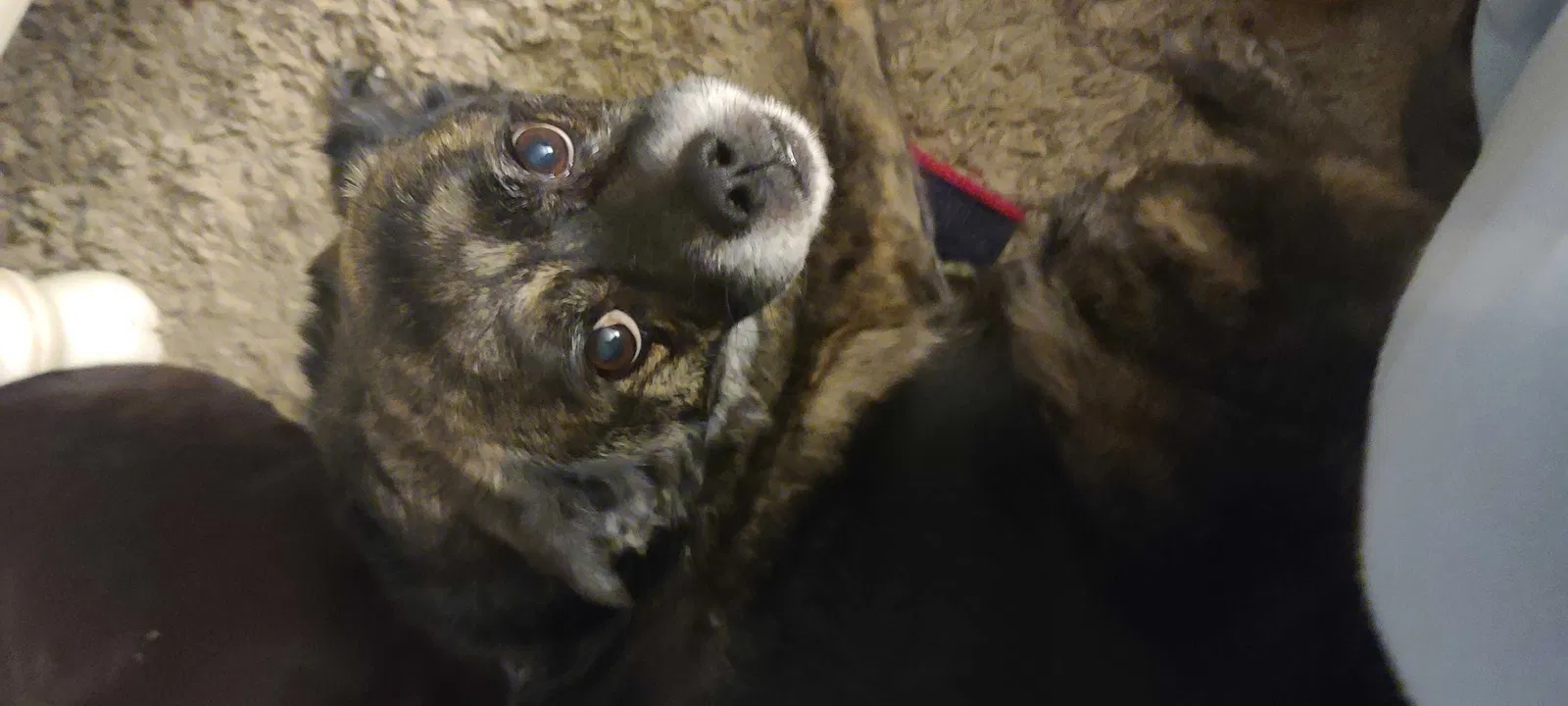 Lost dog in Anderson, IN, 46017