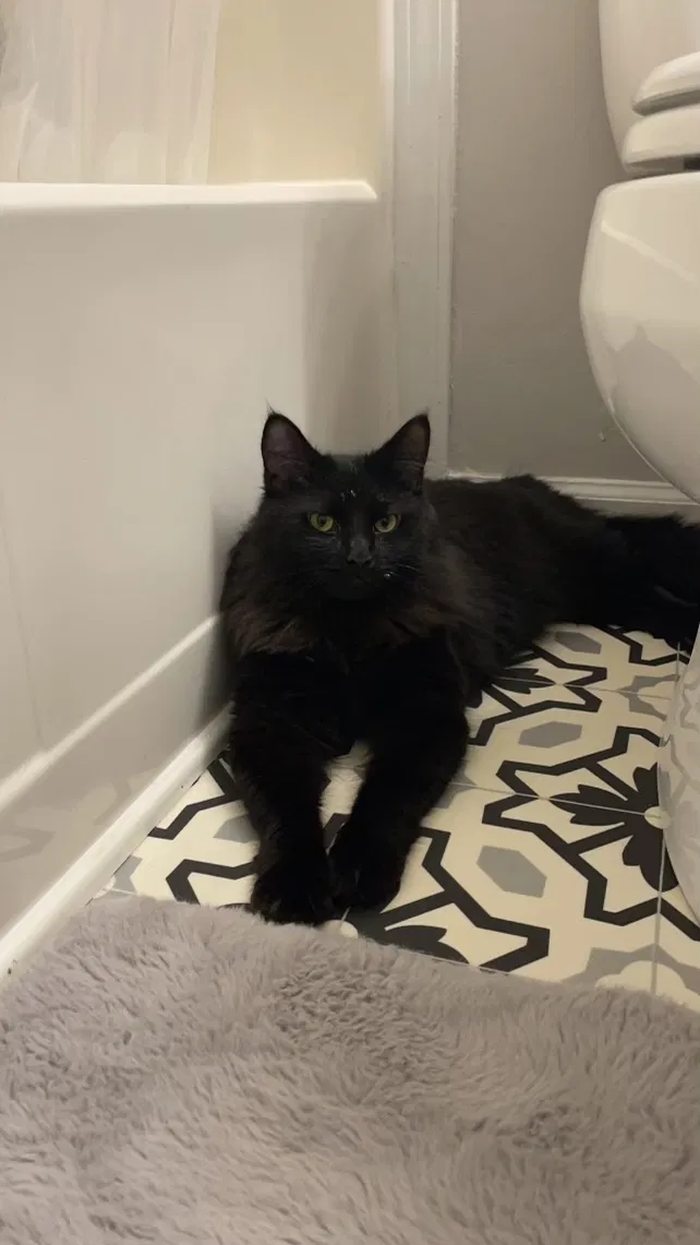Lost cat in Indianapolis, IN, 46224