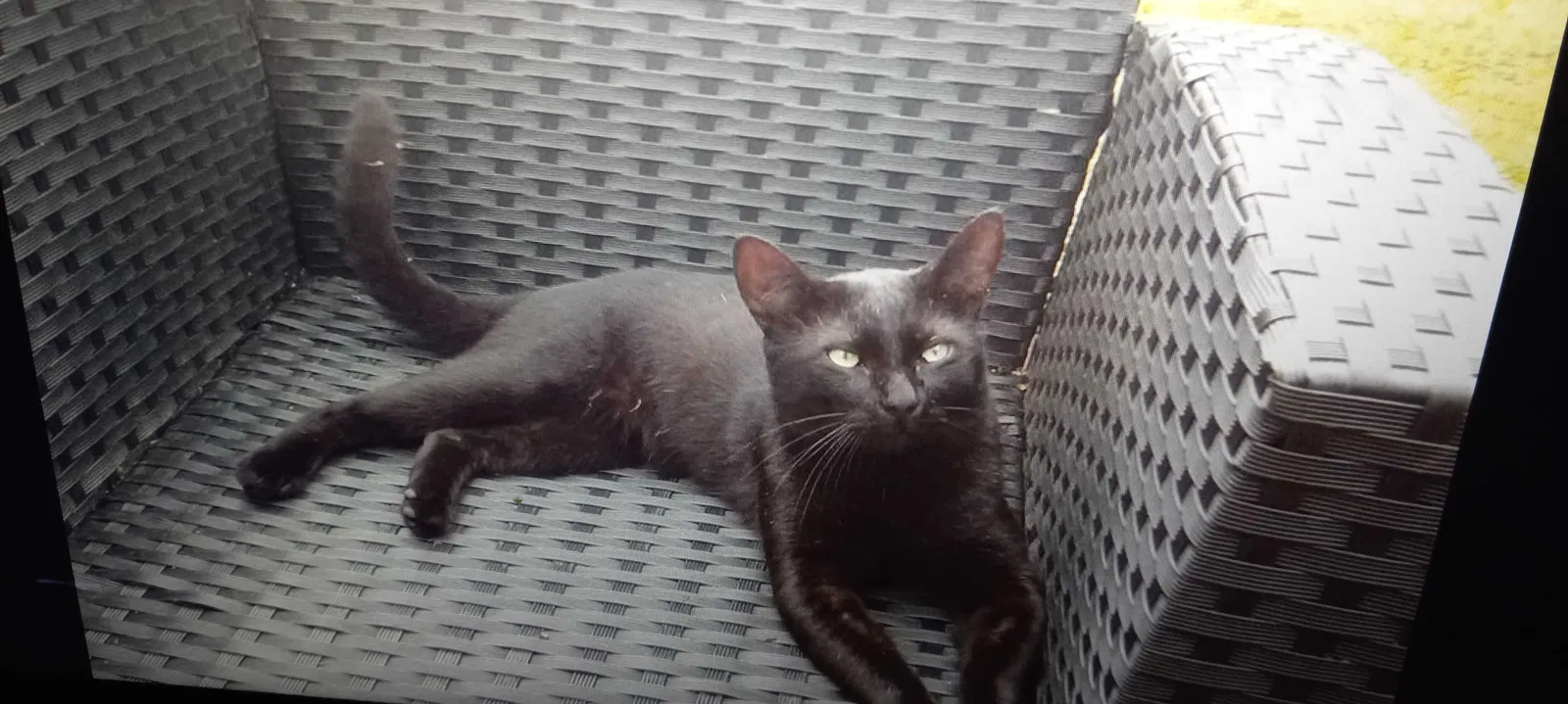 Lost cat in Houston, TX, 77023