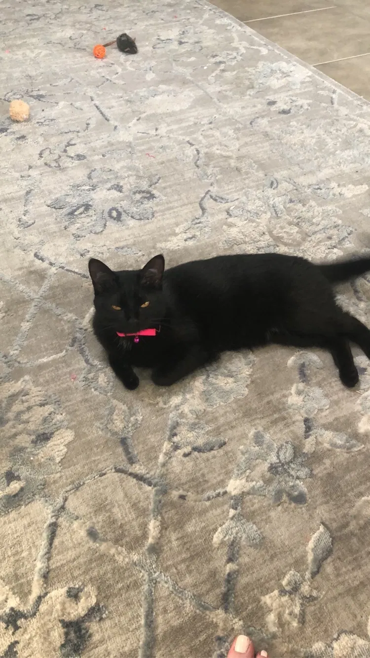 Lost cat in Cypress, TX, 77429