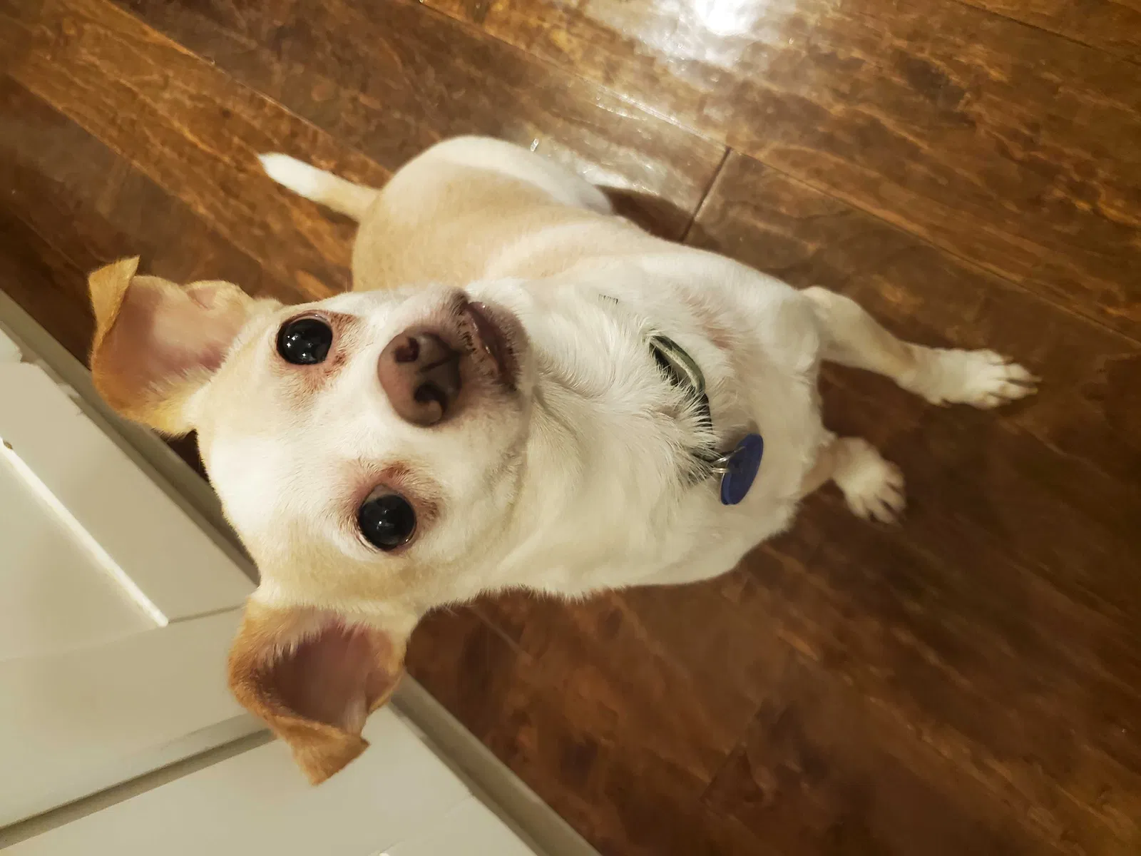 Lost dog in Los Angeles, CA, 90019