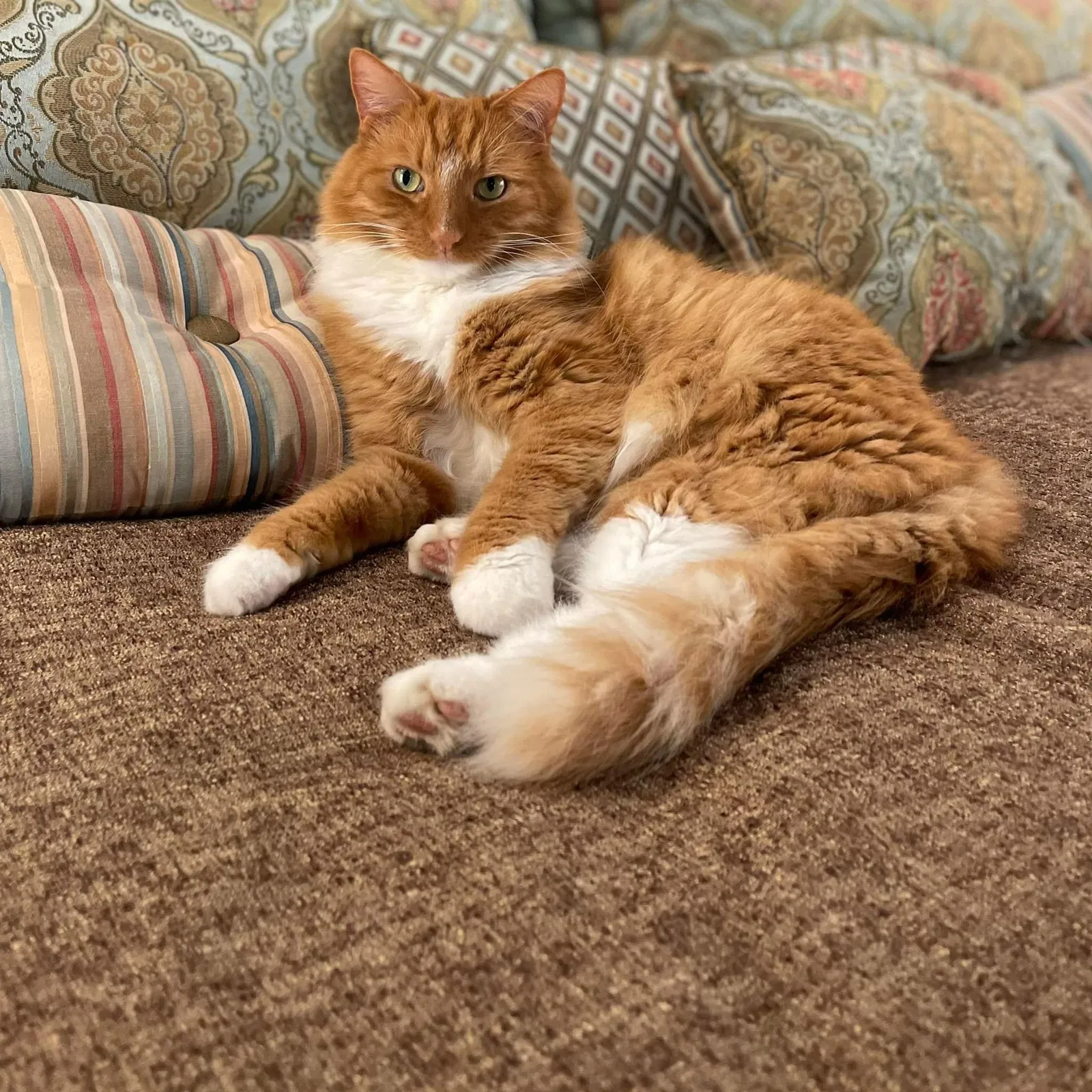 Lost cat in Chattanooga, TN, 37421