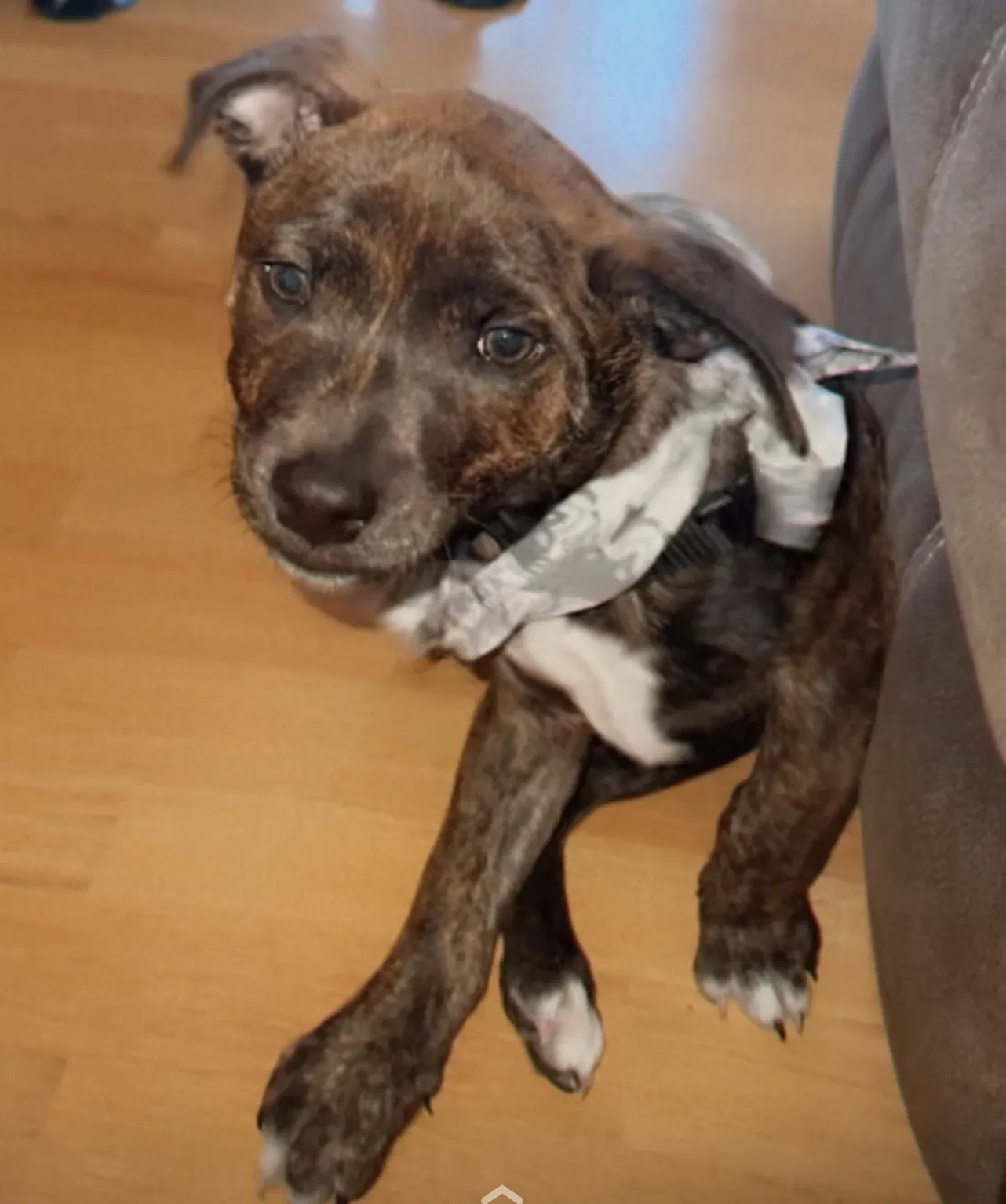 Lost dog in Albuquerque, NM, 87121