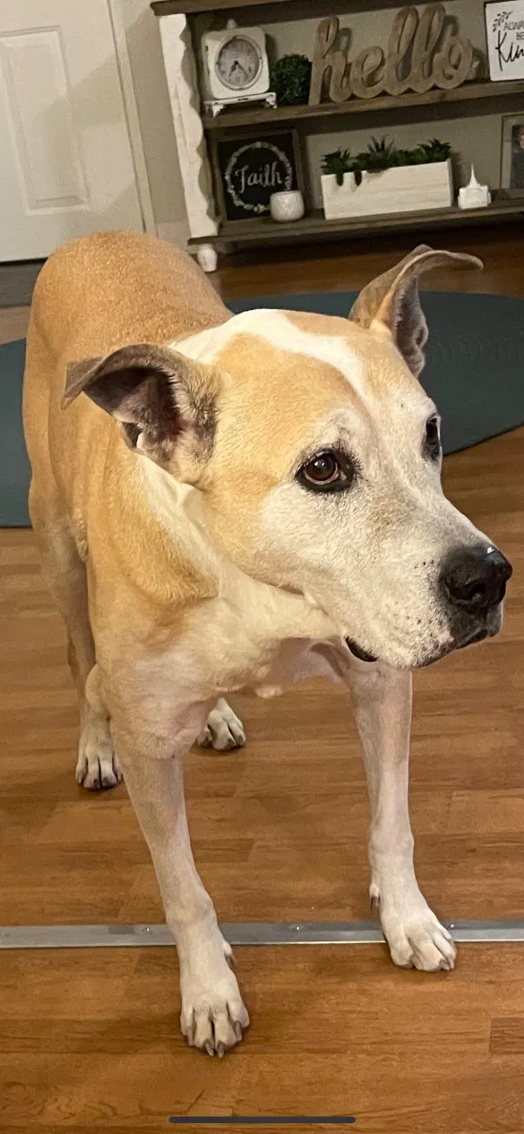 Lost dog in San Tan Valley, AZ, 85140