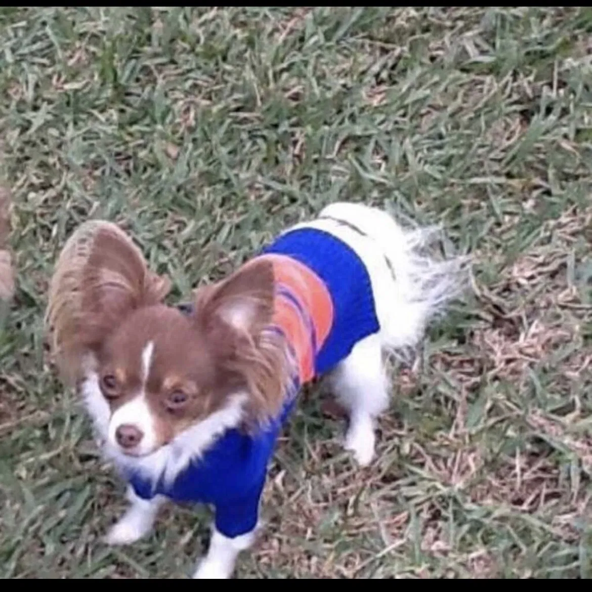 Lost dog in Jacksonville, FL, 32218