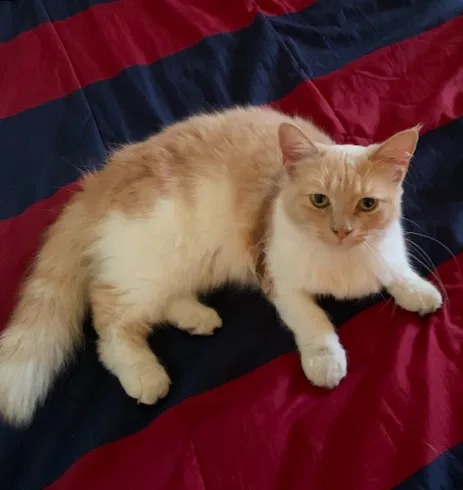 Lost cat in Sanger, CA, 93657