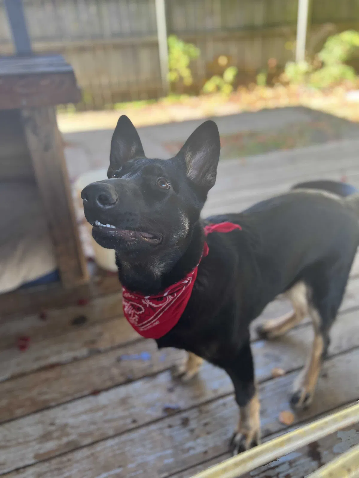 Lost dog in Tulsa, OK, 74145