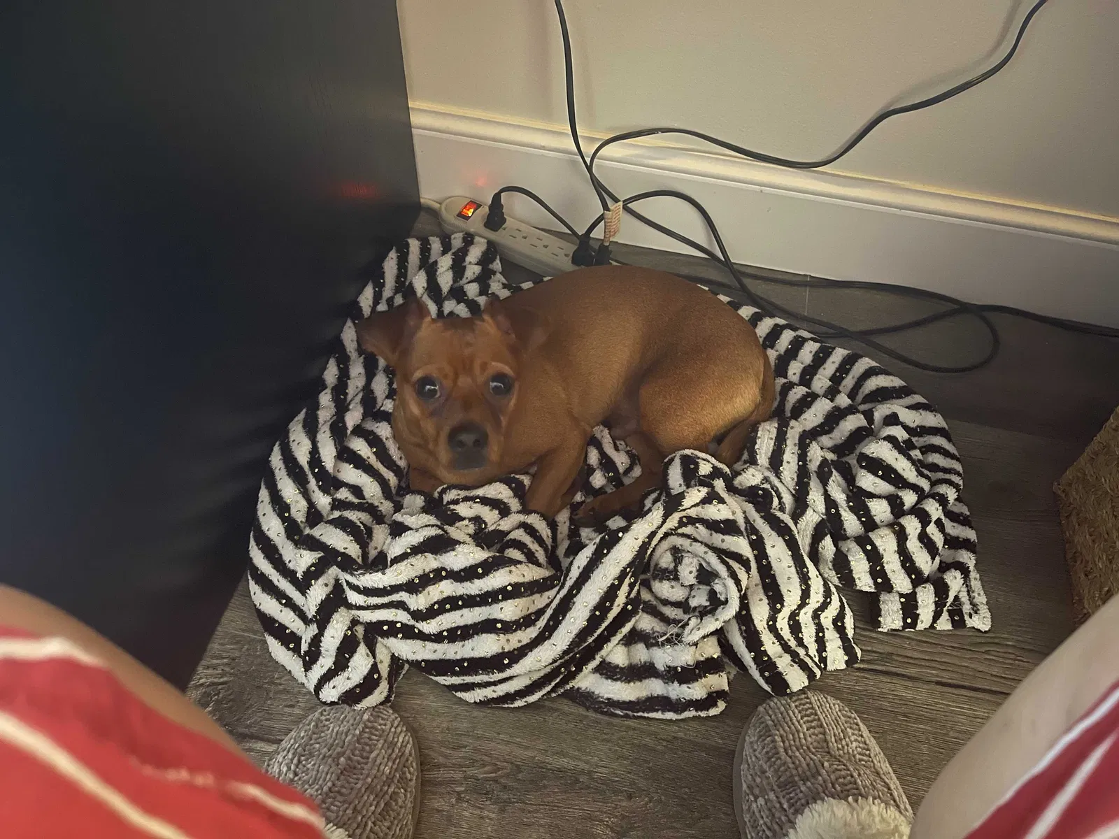 Lost dog in Pompano Beach, FL, 33069
