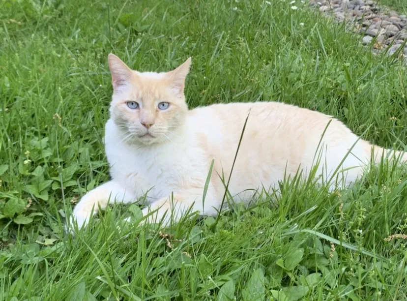 Lost cat in Eugene, OR, 97405