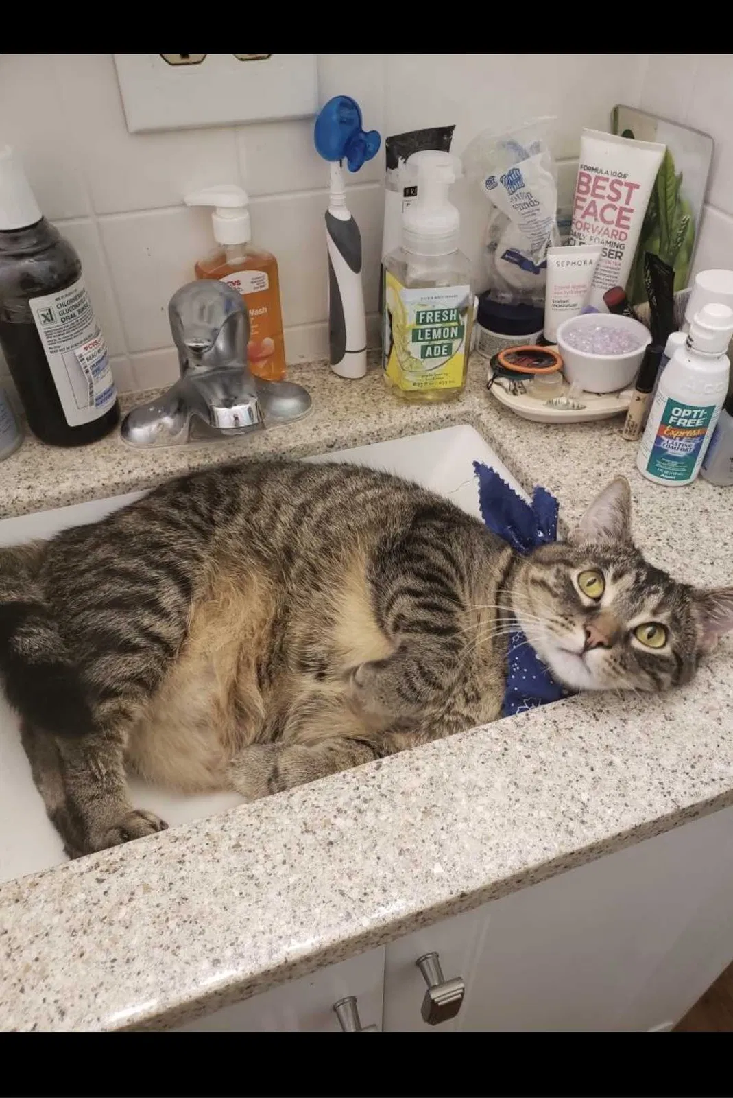 Lost cat in Jacksonville, FL, 32211