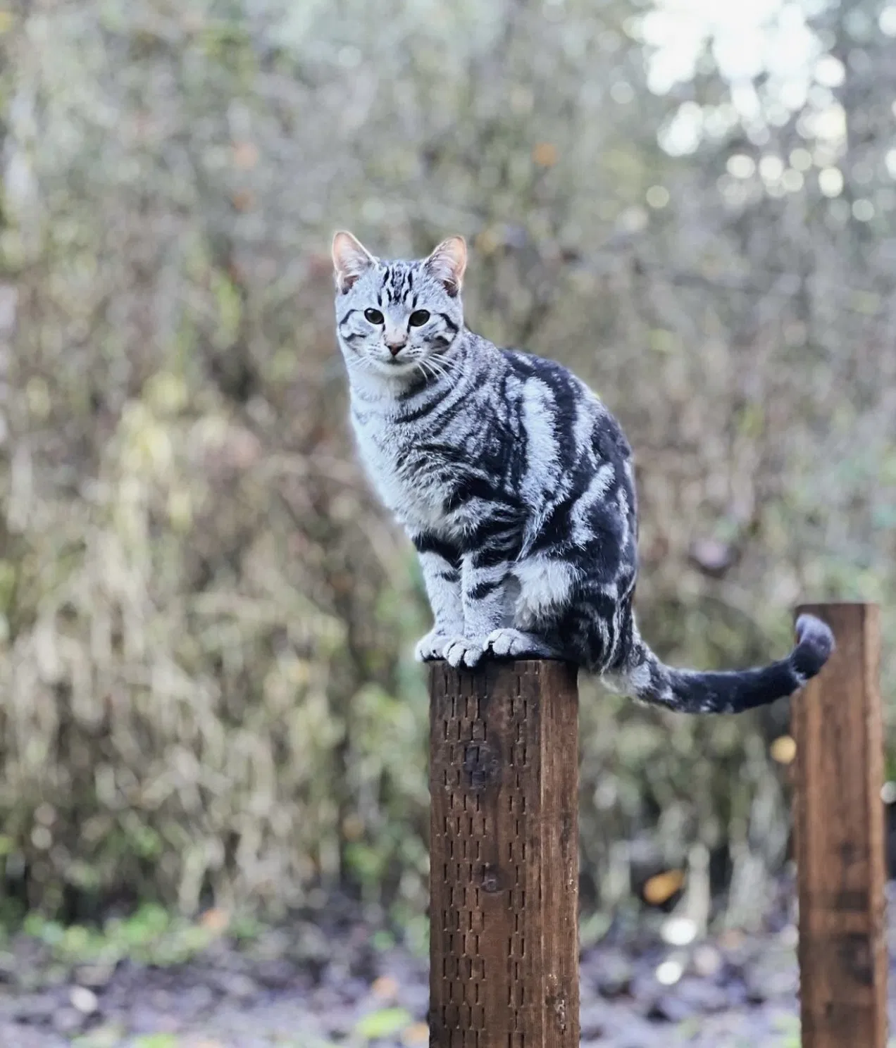 Lost cat in Orting, WA, 98360