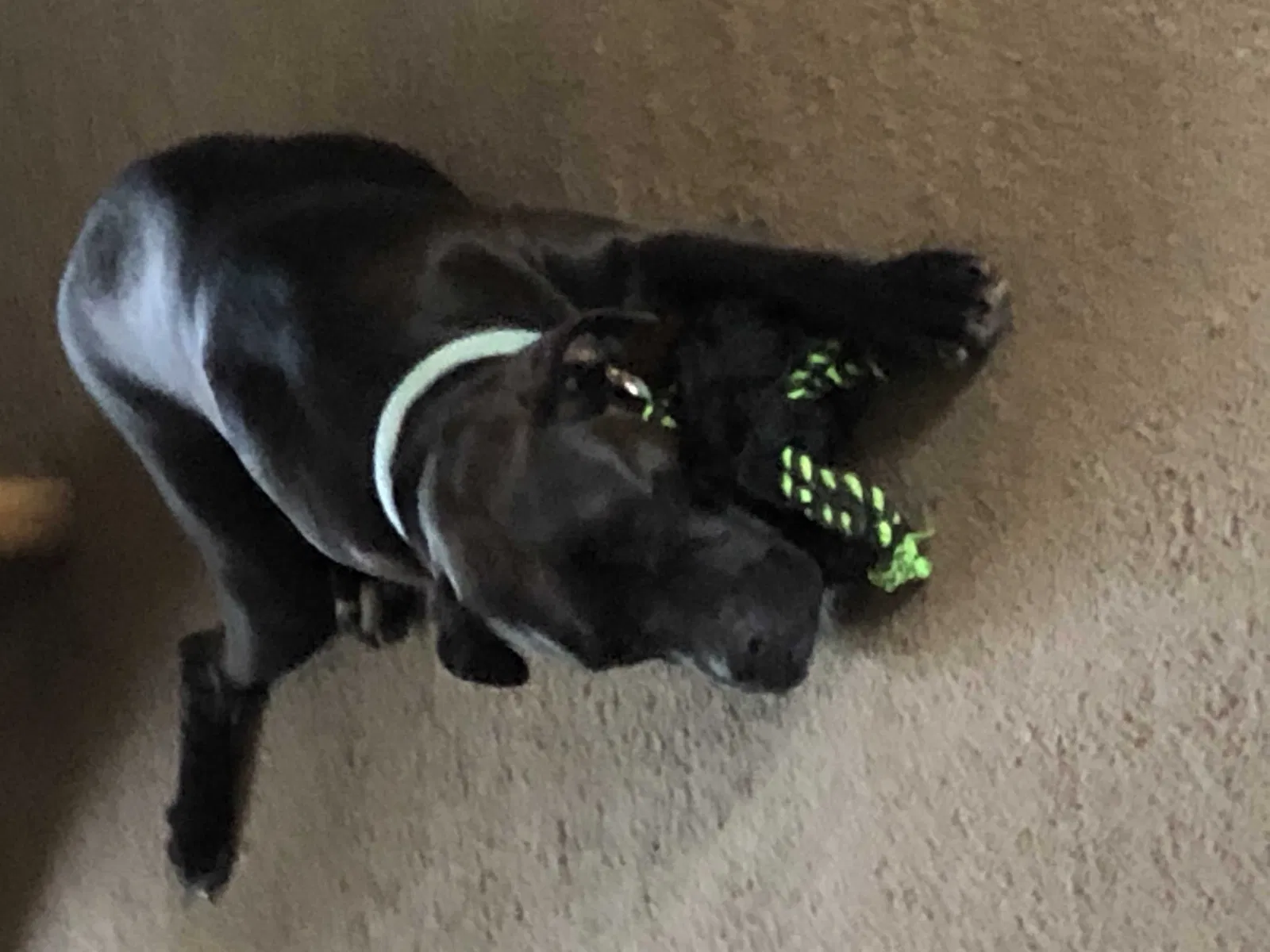 Lost dog in Silsbee, TX, 77656
