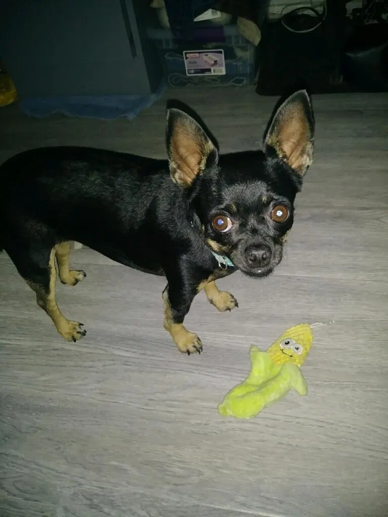 Lost dog in Porterville, CA, 93257