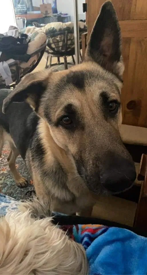 Lost dog in Albuquerque, NM, 87110