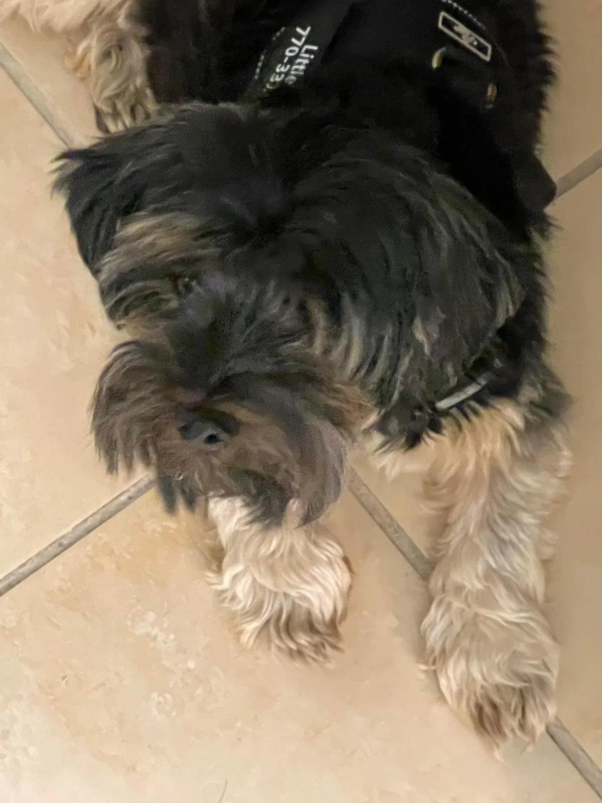 Lost dog in Glen Ellyn, IL, 60137