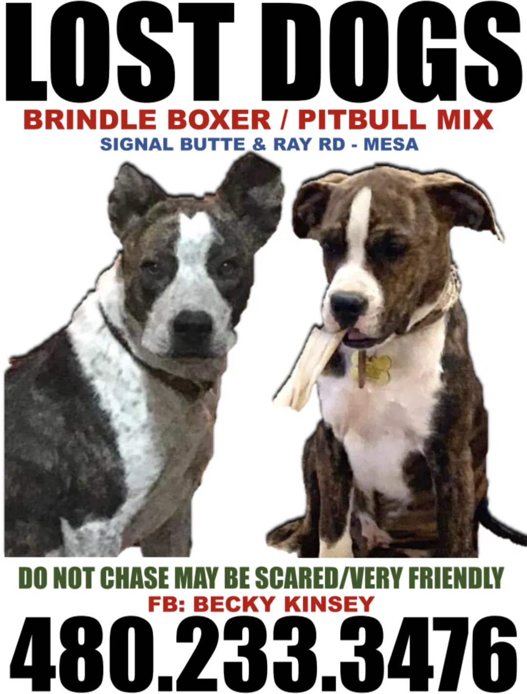 Lost dog in Mesa, AZ, 85212