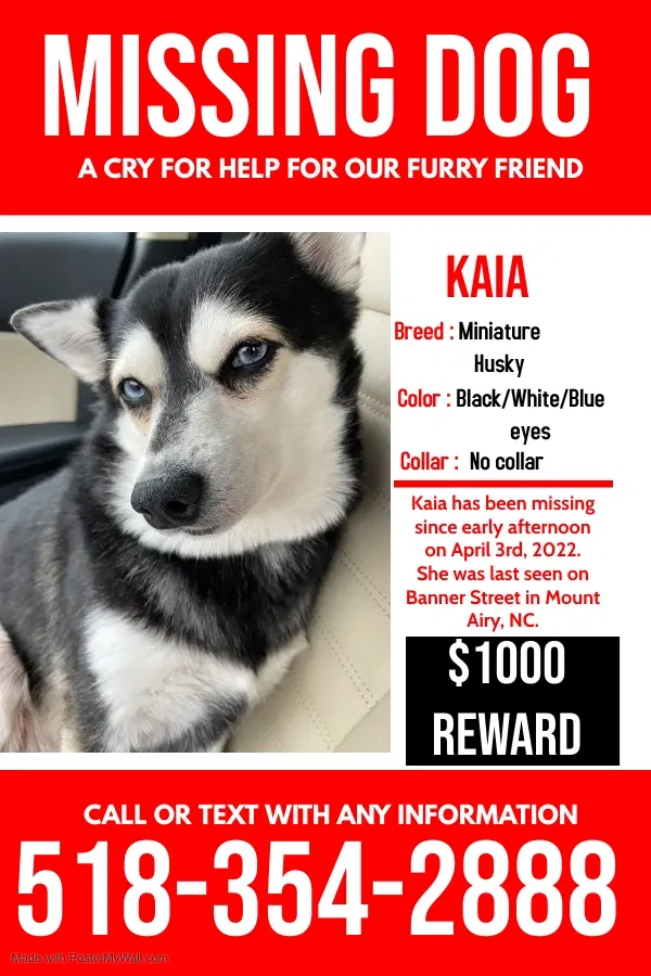 Lost dog in Mount Airy, NC, 27030