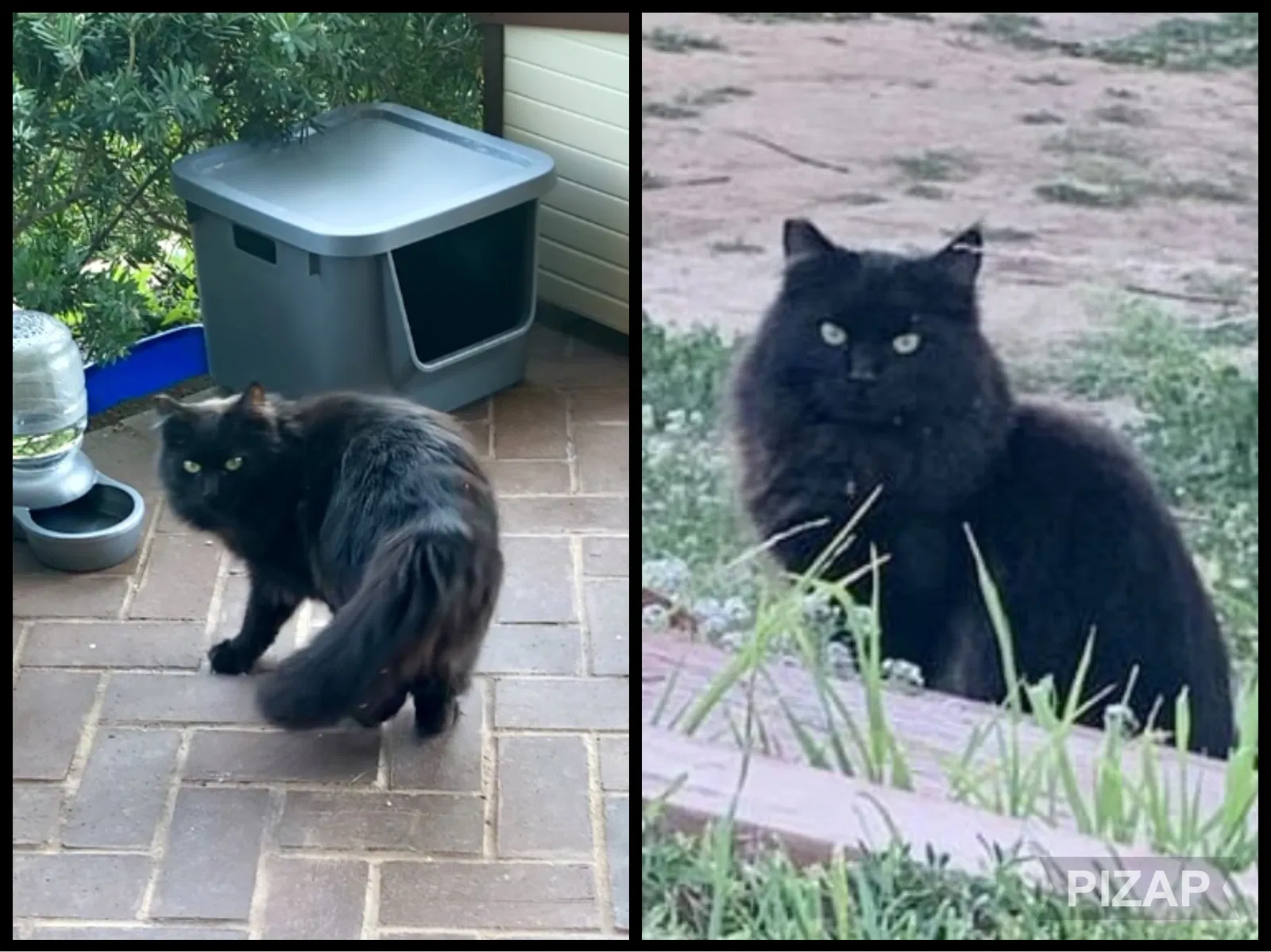 Lost cat in Fallbrook, CA, 92028