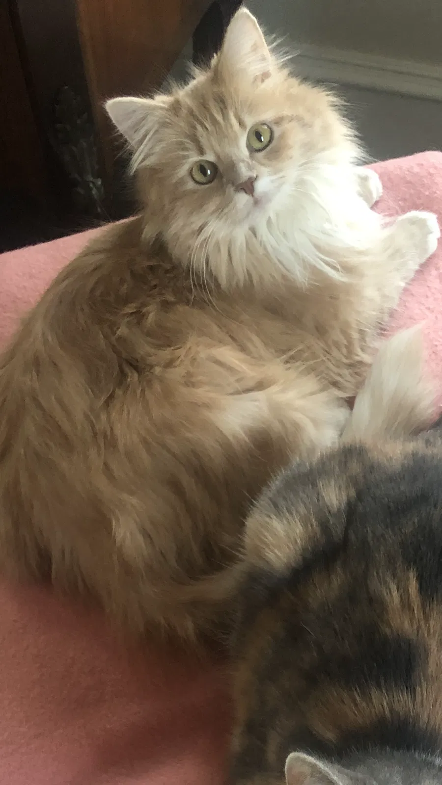 Lost cat in Saint Charles, IL, 60174