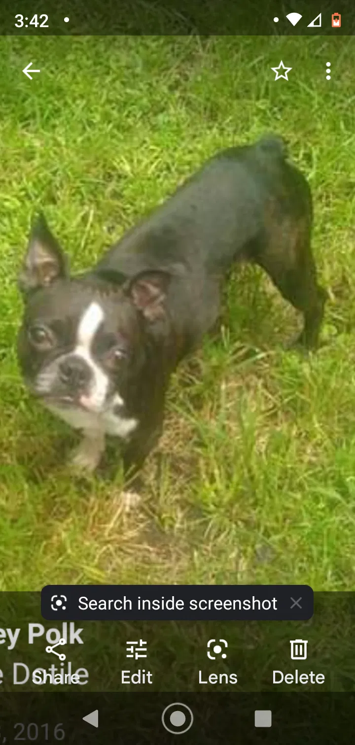 Lost dog in Pearl River, LA, 70452
