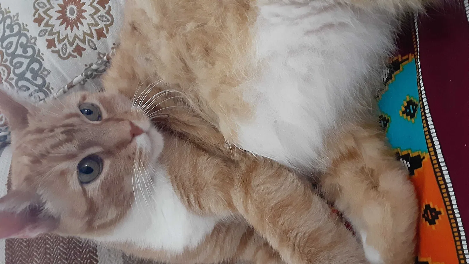 Lost cat in Sacramento, CA, 95828