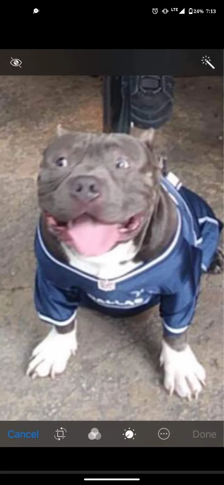 Lost dog in Austin, TX, 78757