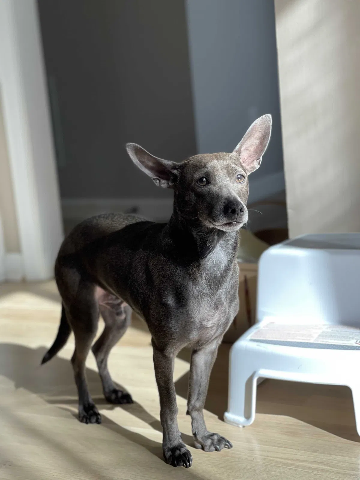 Lost dog in Suwanee, GA, 30024
