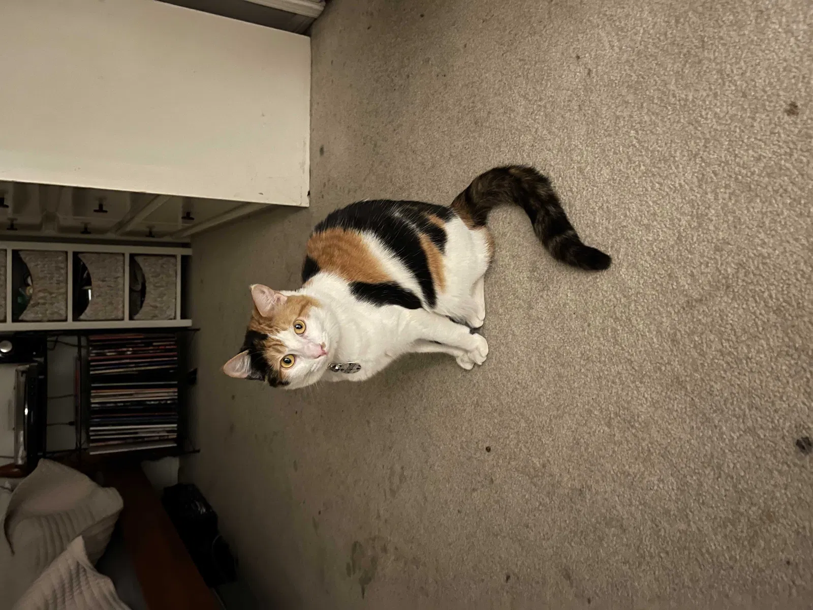Lost cat in Lakeside, CA, 92040