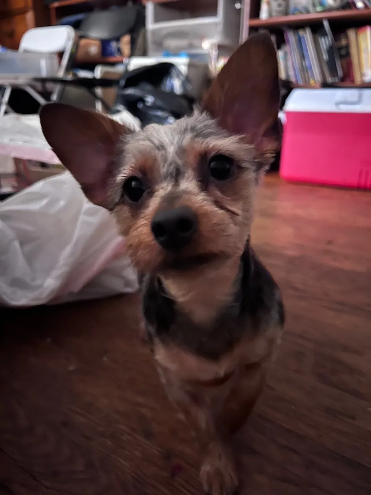 Lost dog in Rio Rancho, NM, 87124