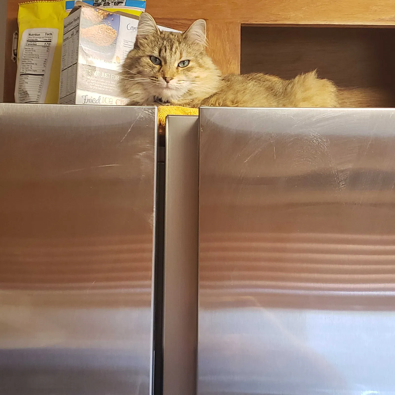 Lost cat in Newton, NC, 28658